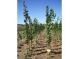 Tilia Platiphilos - inaltime 2,5 – 3m 